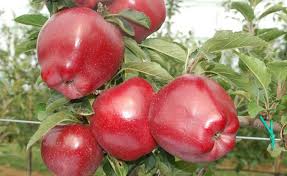 قیمت خرید سیب + فروش ویژه